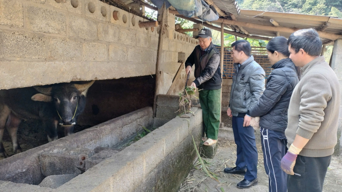 Chủ động phòng chống đói, rét đàn gia súc