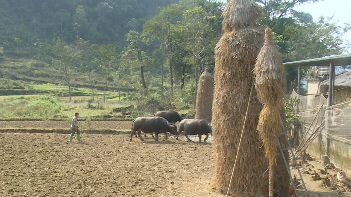 Chủ động phòng chống đói, rét đàn gia súc