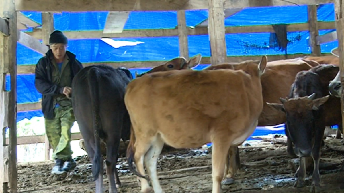 Chủ động phòng chống đói, rét đàn gia súc