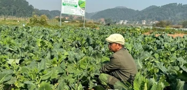 Năng xuất tăng nhờ mở rộng trồng rau theo tiêu chuẩn VietGAP