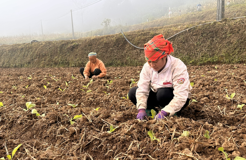 Vai trò của vụ đông trong chiến lược an ninh lương thực quốc gia