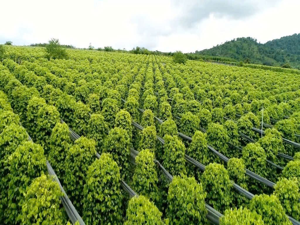 Gia tăng giá trị từ chuỗi liên kết sản xuất hồ tiêu bền vững
