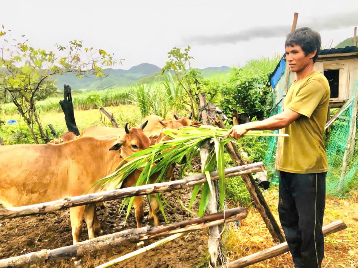 Gia Lai: Khi người dân làm chủ rừng