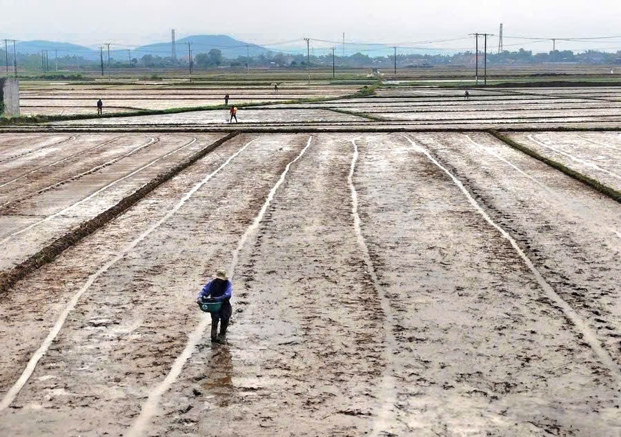 Gia Lai triển khai hơn 688 ha lúa giảm phát thải trong vụ Đông Xuân 2025 - 2026