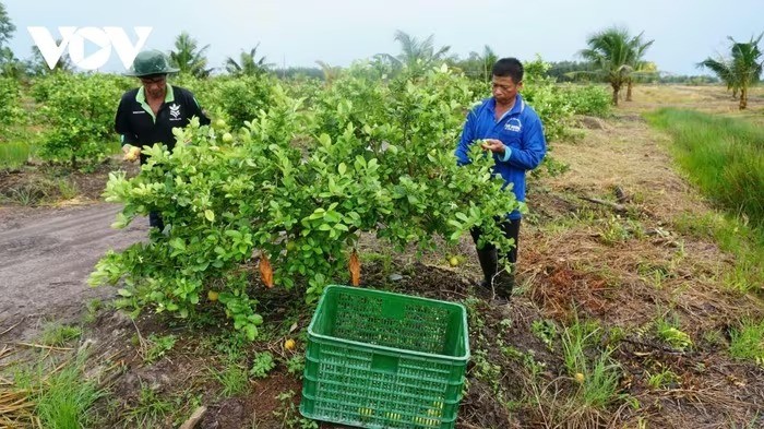 Giá chanh giữ nhịp trước Tết, nhà vườn Tây Ninh phấn khởi