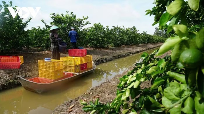 Giá chanh giữ nhịp trước Tết, nhà vườn Tây Ninh phấn khởi