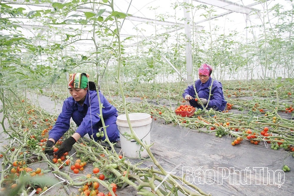 Nông nghiệp hữu cơ - Xu thế tất yếu của nông nghiệp hiện đại