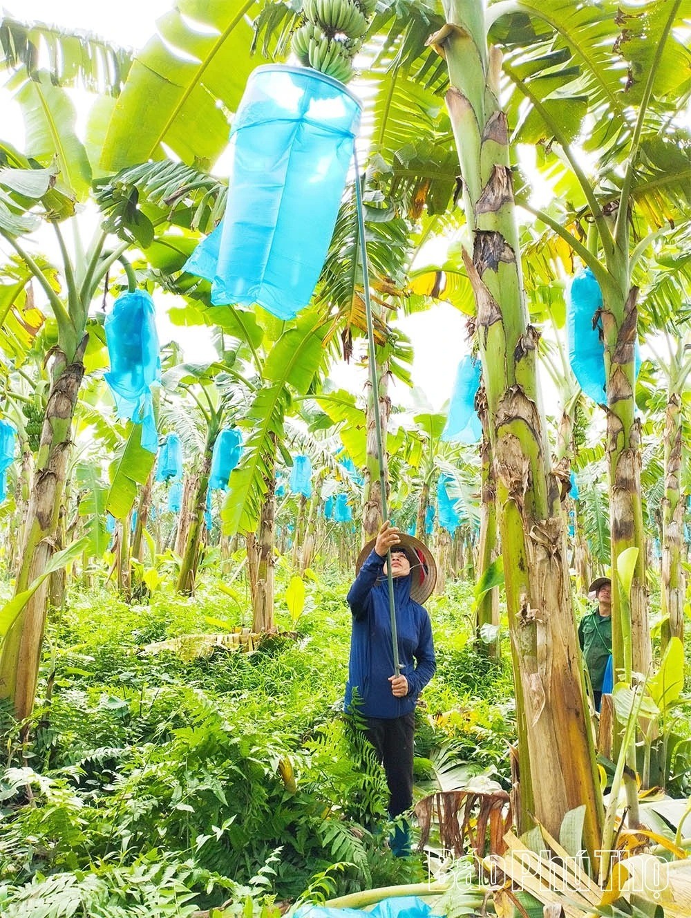 Nông nghiệp hữu cơ - Xu thế tất yếu của nông nghiệp hiện đại