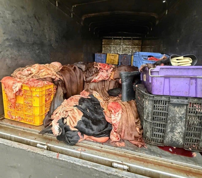 Ôtô chở 1,2 tấn sản phẩm động vật có dấu hiệu không bảo đảm vệ sinh thú y ​