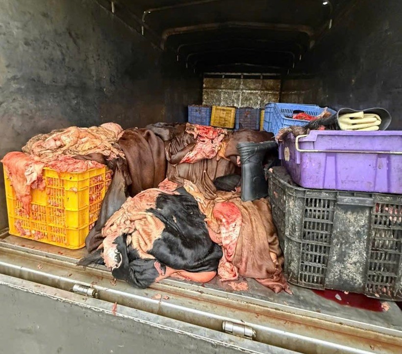 Ôtô chở 1,2 tấn sản phẩm động vật có dấu hiệu không bảo đảm vệ sinh thú y ​