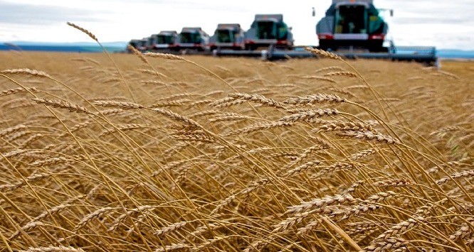 Nguồn cung lúa mì tăng mạnh, gây áp lực cho các nước xuất khẩu trong năm 2025/26 - Chăn nuôi Việt Nam