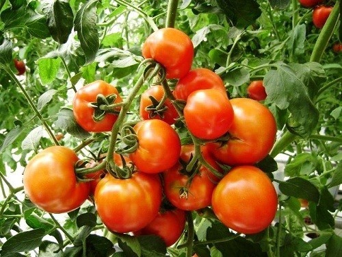 Các nhà khoa học đề xuất thực hành kiểm soát thân thiện với môi trường đối với bệnh có hại ở cà chua