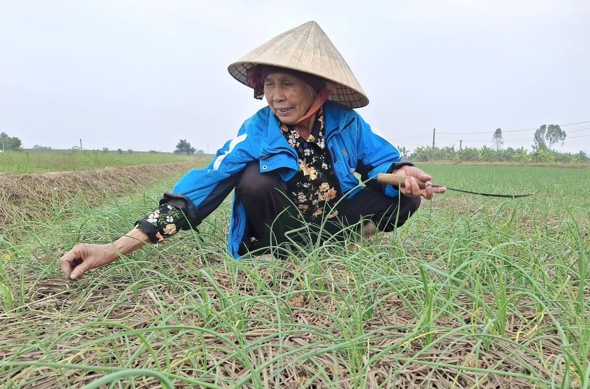 Trồng hành tăm vụ đông, mở lối làm giàu