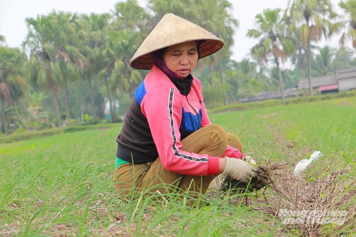 Trồng hành tăm vụ đông, mở lối làm giàu