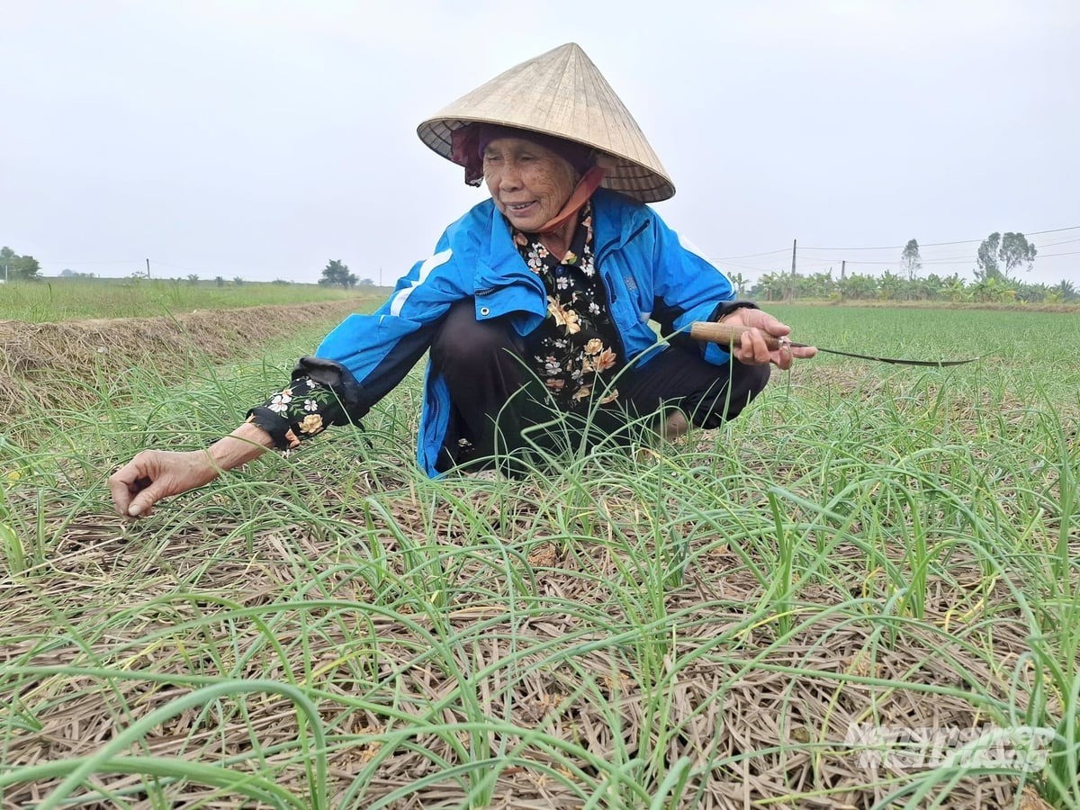 Trồng hành tăm vụ đông, mở lối làm giàu