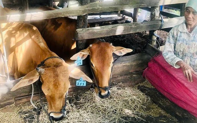 Quyết liệt các giải pháp "vượt rét" bảo vệ đàn vật nuôi