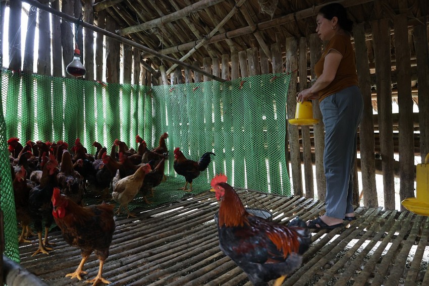 mô hình nuôi gà ri lai của gia đình bà Hạnh phát triển tốt đang mang lại thu nhập ổn định cho gia đình. 