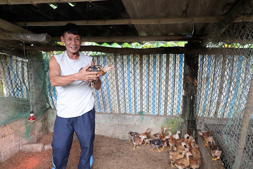Hộ ông Dũng sau khi được nhận hỗ trợ giống gà ri lai đã tiếp tục cho tái đàn để tăng gia sản xuất. 