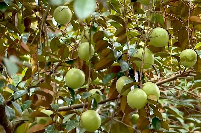 Đồng Tháp: Nỗ lực khôi phục vùng trồng vú sữa Lò Rèn Vĩnh Kim