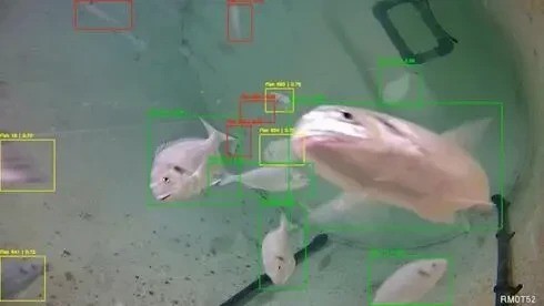 Tạm biệt lãng phí thức ăn: Israel đổi mới nuôi trồng thủy sản bằng trí tuệ nhân tạo (AI)