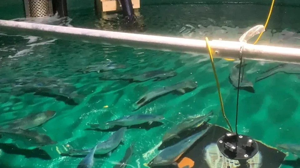 Tạm biệt lãng phí thức ăn: Israel đổi mới nuôi trồng thủy sản bằng trí tuệ nhân tạo (AI)