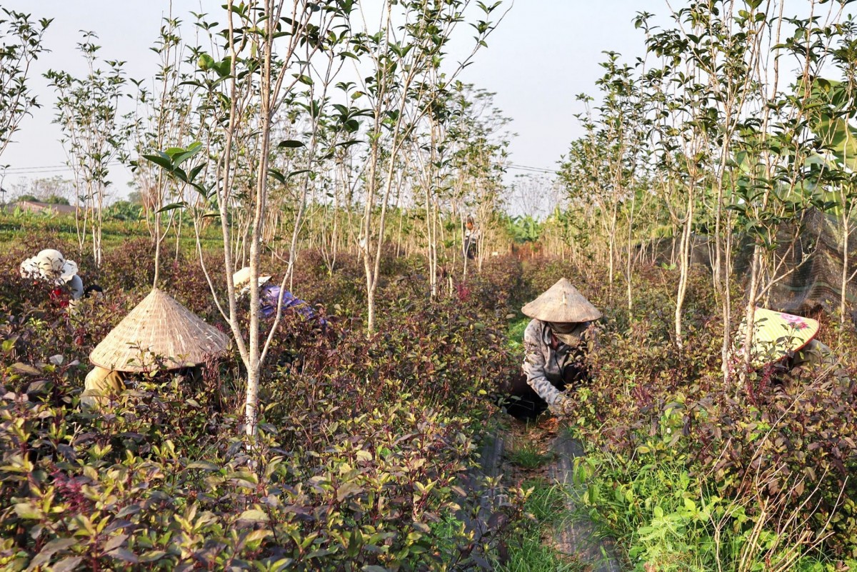 Thúc đẩy kinh tế tập thể phát triển xứng tầm "đầu kéo"