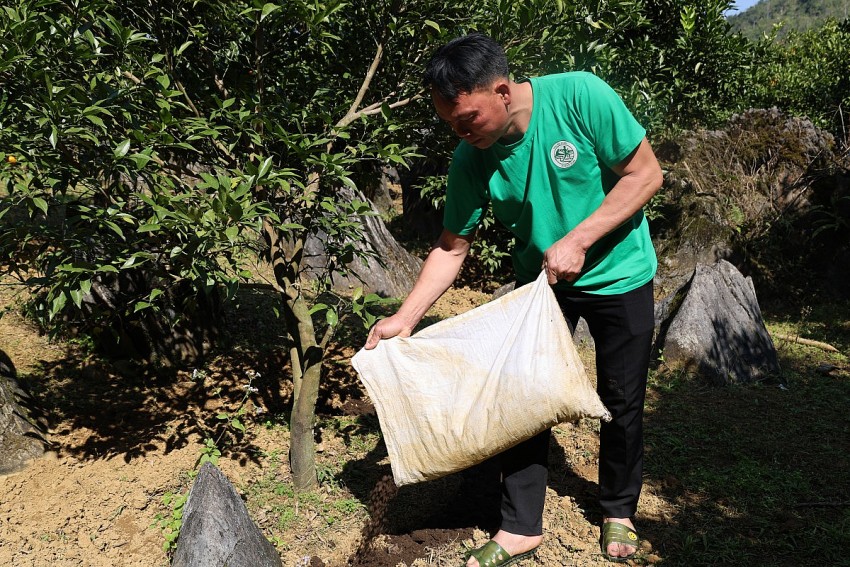 Sau mỗi vụ thu hoạch, cây cam sẽ được bổ sung phân chuồng ủ hoai mục bón vào gốc tăng khả năng sinh trưởng và phát triển cho cây.