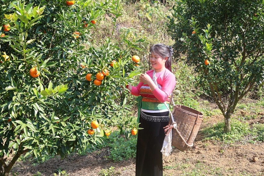 Phát triển vùng cam ở Cao Sơn: Hướng đi phù hợp với thực tiễn