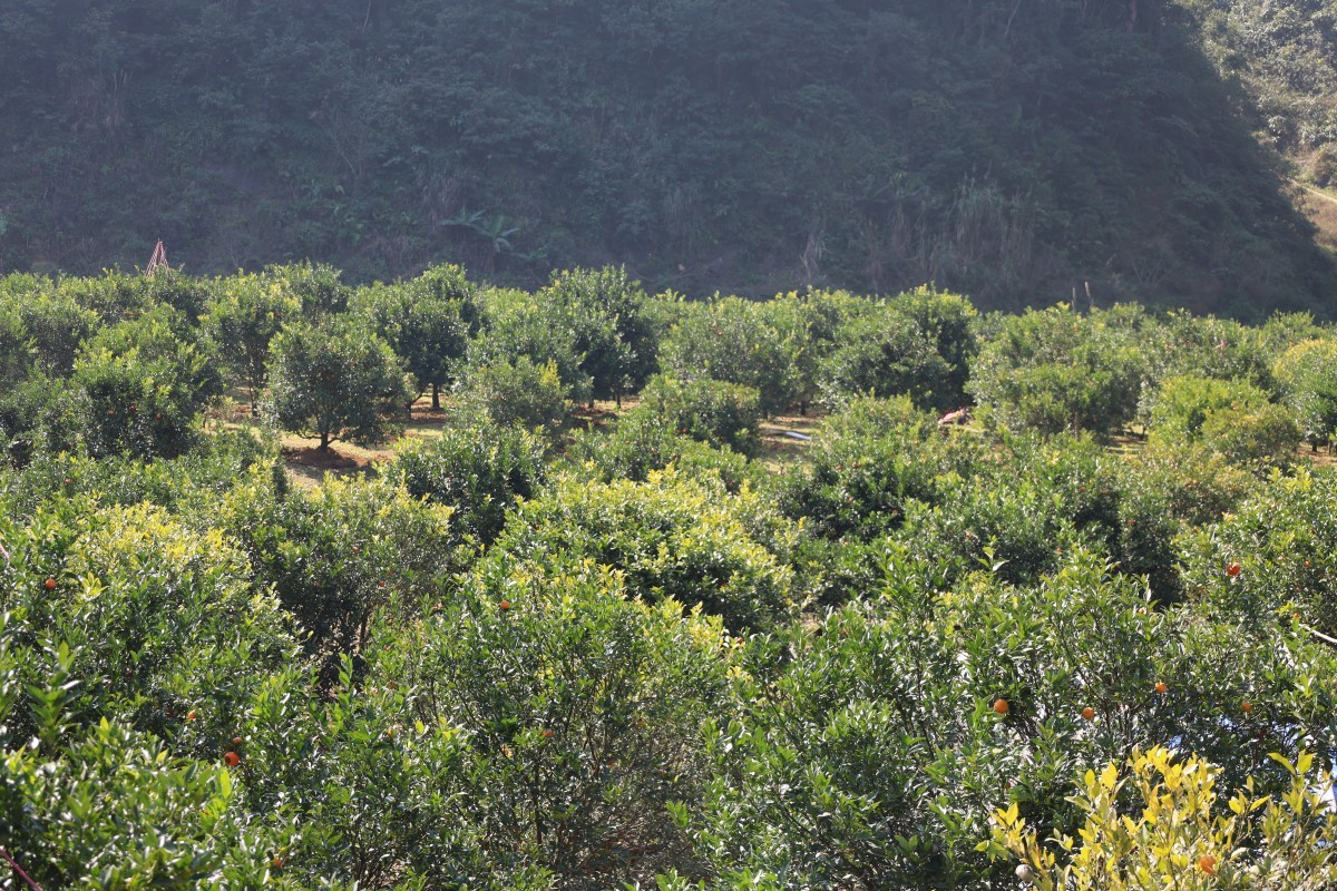 Phát triển vùng cam ở Cao Sơn: Hướng đi phù hợp với thực tiễn