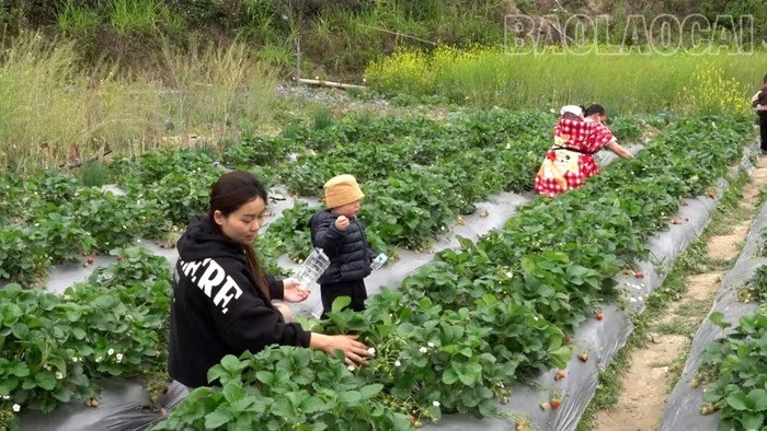 Trồng dâu tây làm du lịch trải nghiệm