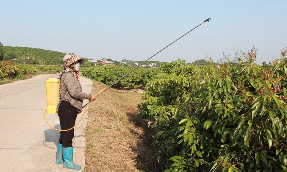 Phúc Hòa: Chỉ đạo sát sao để có mùa vải ngọt