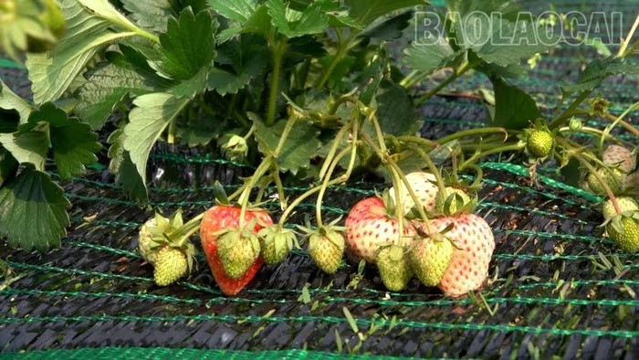 Trồng dâu tây làm du lịch trải nghiệm