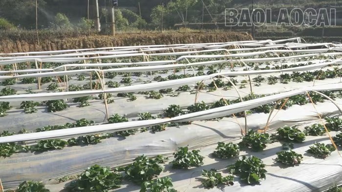 Trồng dâu tây làm du lịch trải nghiệm