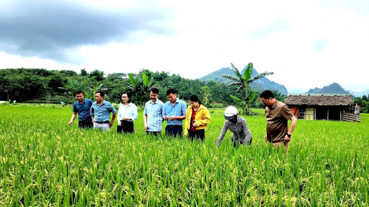 Lào Cai nở rộ mô hình nông nghiệp xanh