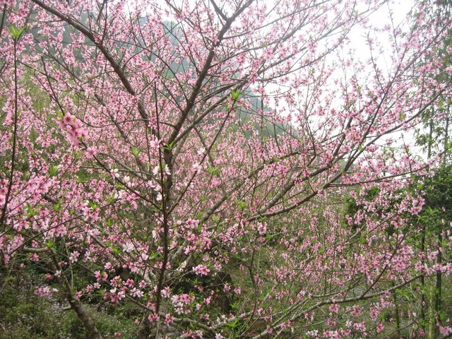 Chuyên gia chỉ cách "điều khiển" hoa đào nở đúng Tết