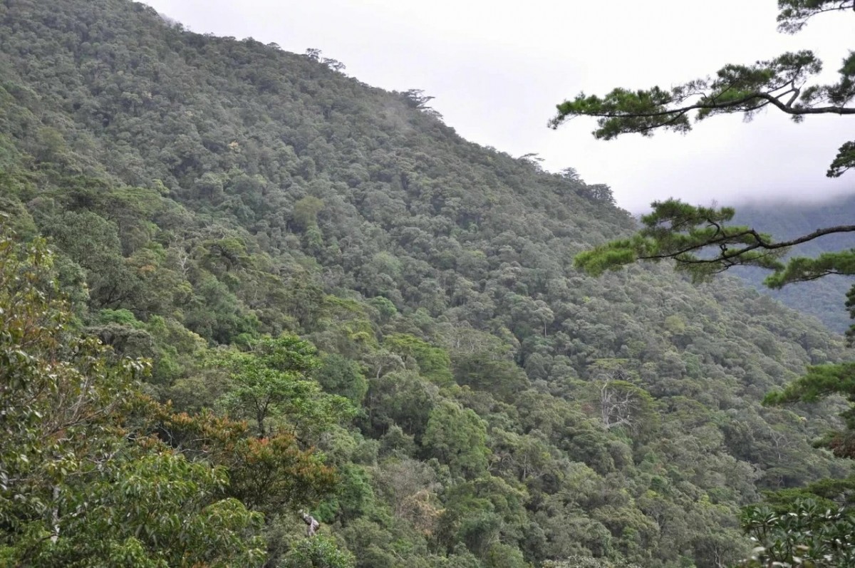 Thêm nguồn lực cho giảm phát thải và bảo vệ rừng