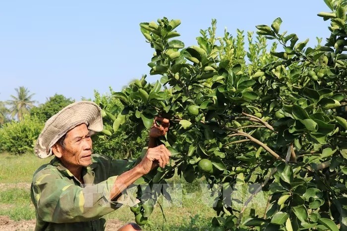 Vĩnh Long mở rộng vùng chanh không hạt xuất khẩu