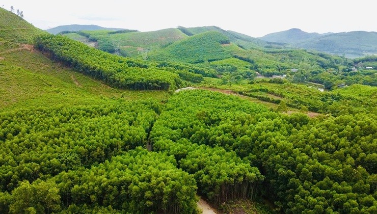 Những cánh rừng trồng tại tỉnh Quảng Trị. 