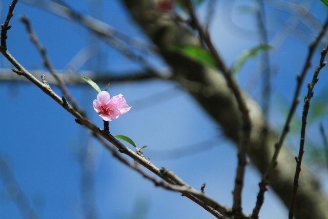Nên chọn đào chậu hay đào chặt cành chơi Tết, lời khuyên từ chuyên gia