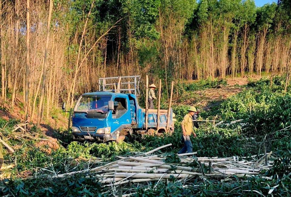 Việc khai thác rừng trồng phải tuân thủ các quy định của pháp luật