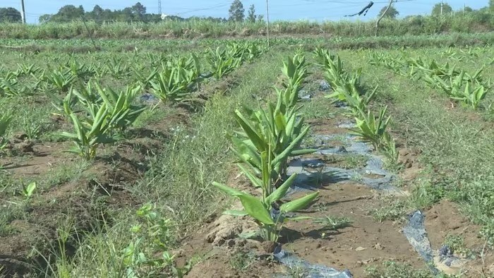Khả năng chống ung thư từ loài cây mọc khắp vùng quê Việt Nam