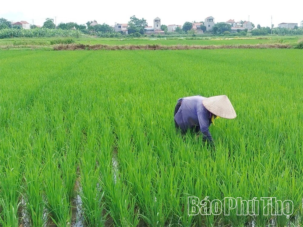 Sử dụng nước hợp lý trong sản xuất nông nghiệp