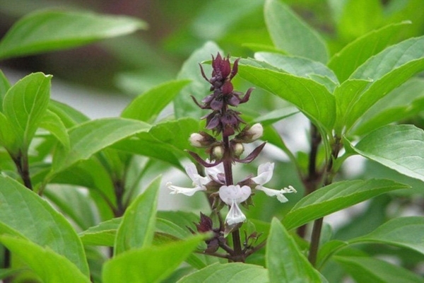 "Vua các loại rau thơm" bán rẻ như cho ở chợ Việt, siêu bổ dưỡng, ngừa đủ bệnh