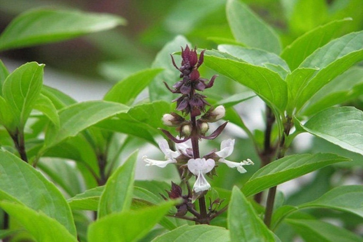 "Vua các loại rau thơm" bán rẻ như cho ở chợ Việt, siêu bổ dưỡng, ngừa đủ bệnh