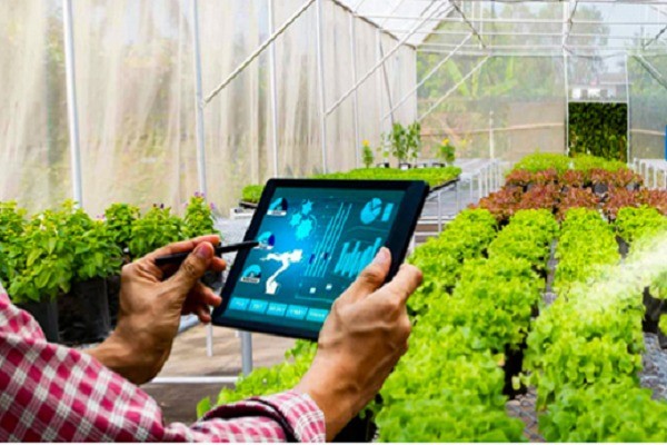 TP.HCM nâng chuẩn rau an toàn: Từ mã số vùng trồng đến AI dự báo dịch hại