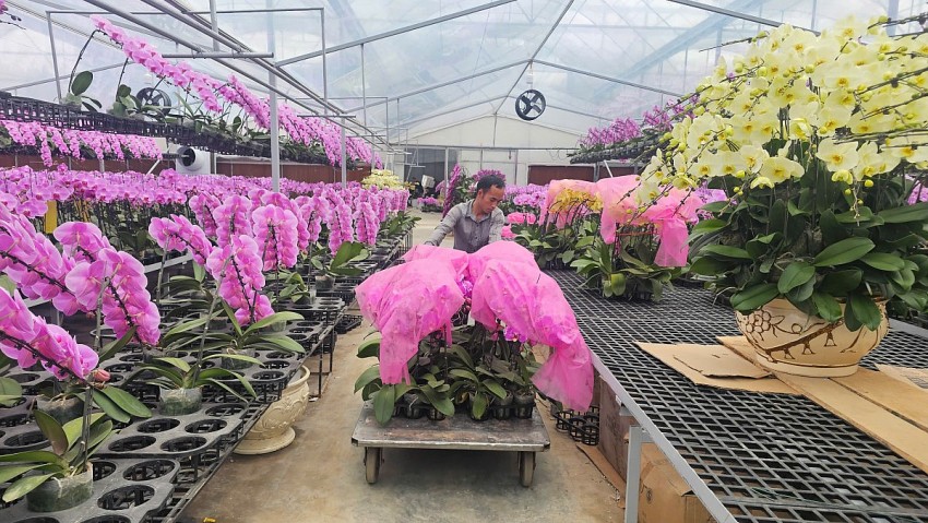 Hải Phòng: Các vườn lan rực rỡ đón Tết Bính Ngọ