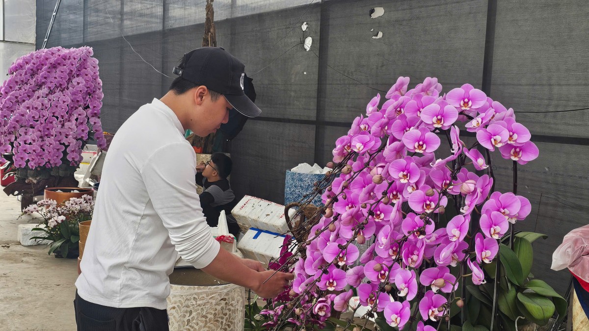 Hải Phòng: Các vườn lan rực rỡ đón Tết Bính Ngọ