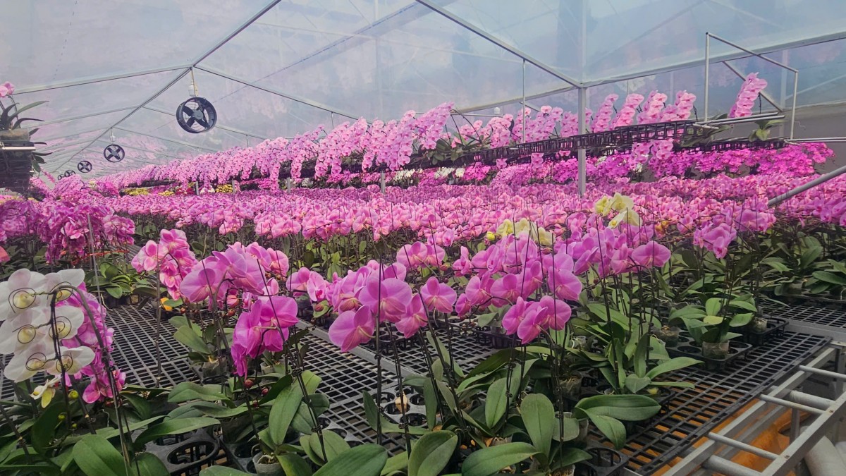 Hải Phòng: Các vườn lan rực rỡ đón Tết Bính Ngọ