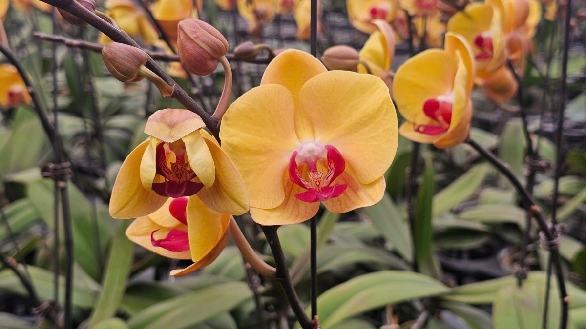 Hải Phòng: Các vườn lan rực rỡ đón Tết Bính Ngọ