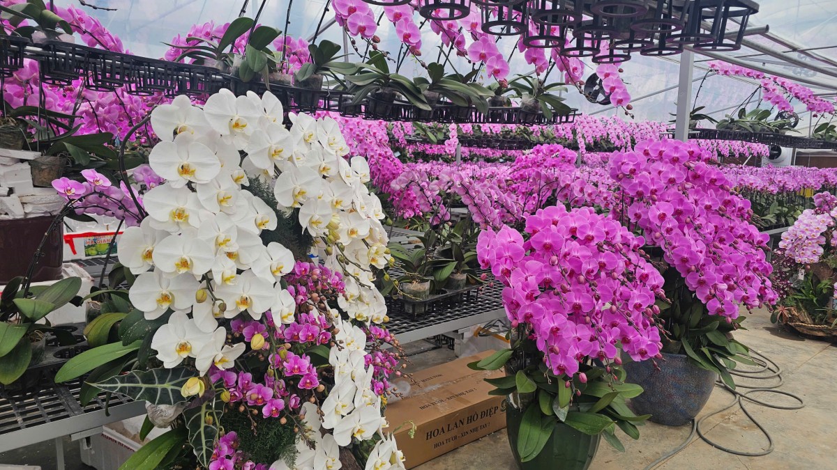 Hải Phòng: Các vườn lan rực rỡ đón Tết Bính Ngọ